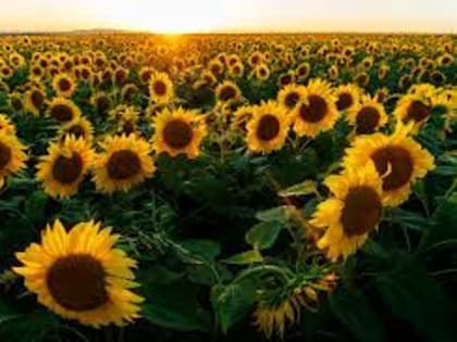 Какие будут цены на подсолнечник и другие масличные культуры