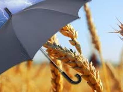 В России площадь застрахованных посевов увеличилась на 71%