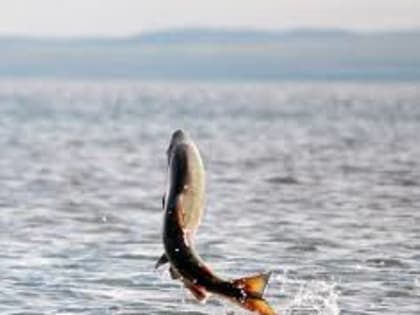 Известные на все Приморье добытчики краба купили рыбокомбинат в Хабаровске