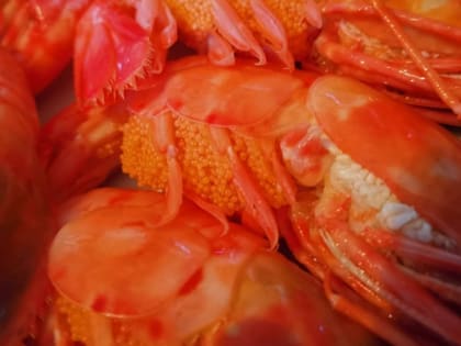 Капитан судна в Приморье незаконно выловил креветки на 3,6 млн рублей