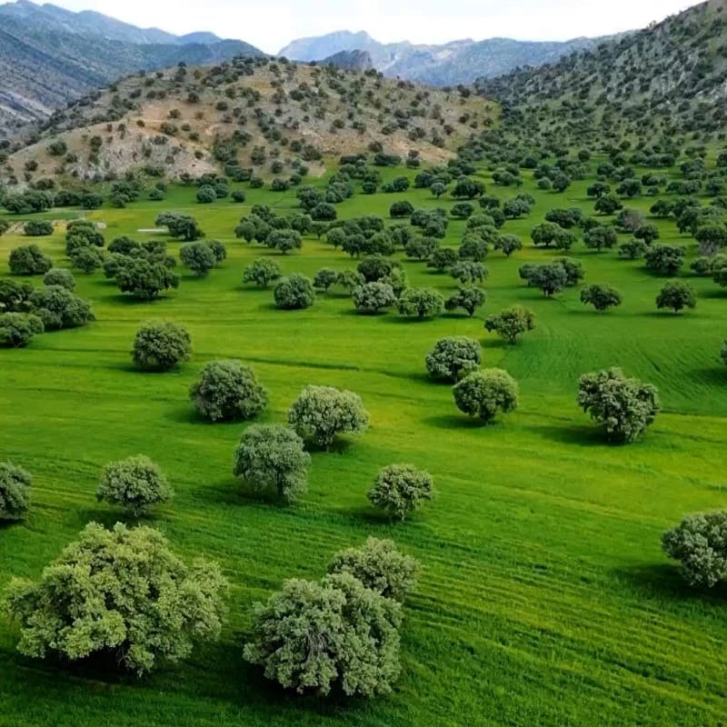 Oak Forests in Zagros Mountains in all across western parts of Iran.