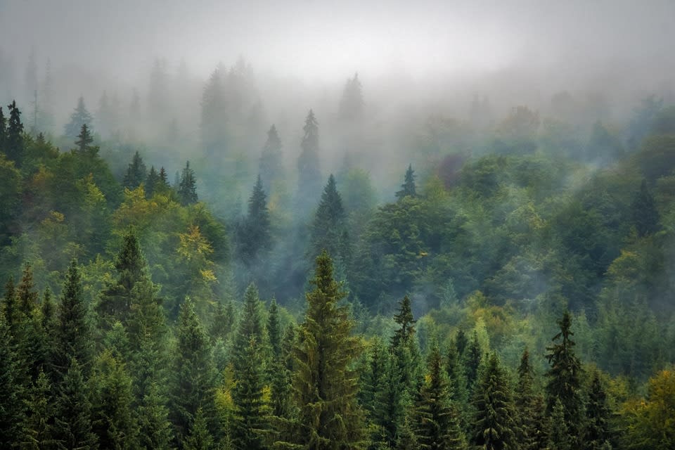 A lush green forest reminding us of the natural environment of human ancestors.