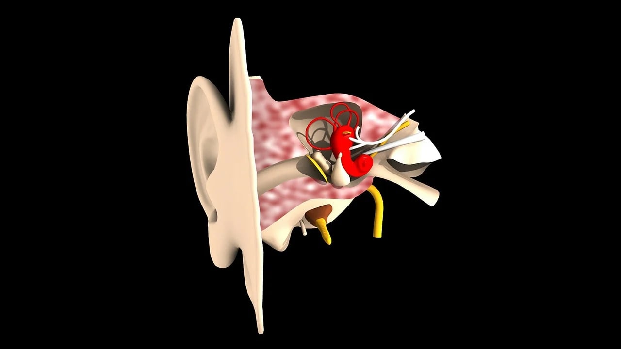 Photo of Anatomy of Human Ear.