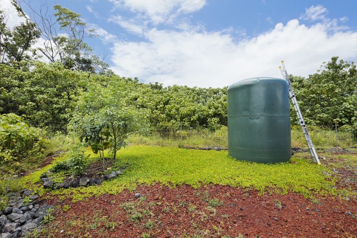 4000 gallon polyethylene catchment tank, surrounded by the first perennial peanut field. Eventually the entire property will be covered. 