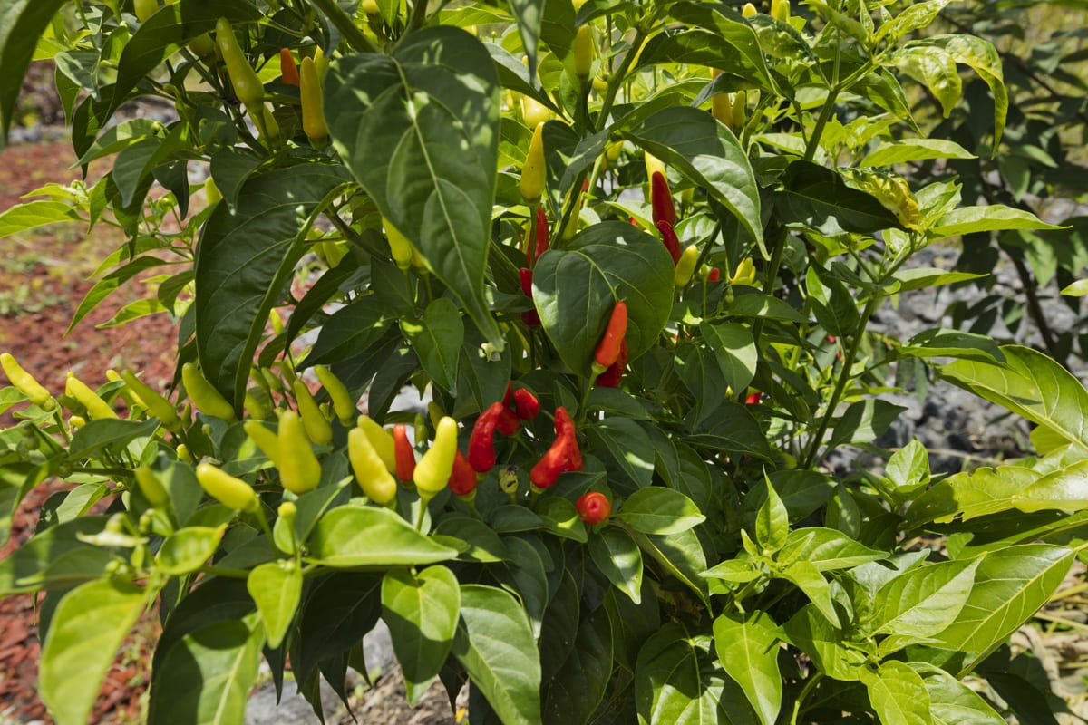 Hawaiian hot peppers!