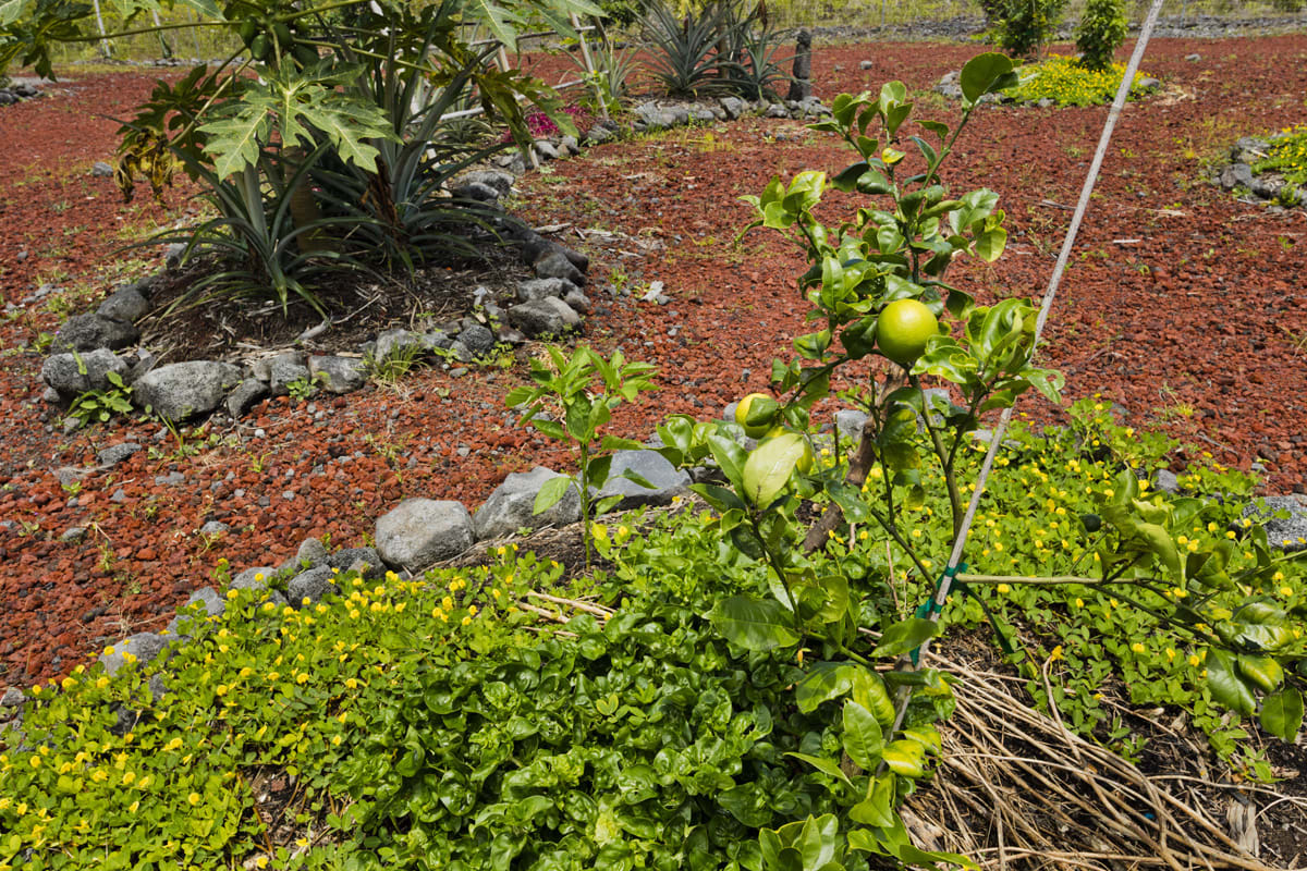 Lemons and Limes