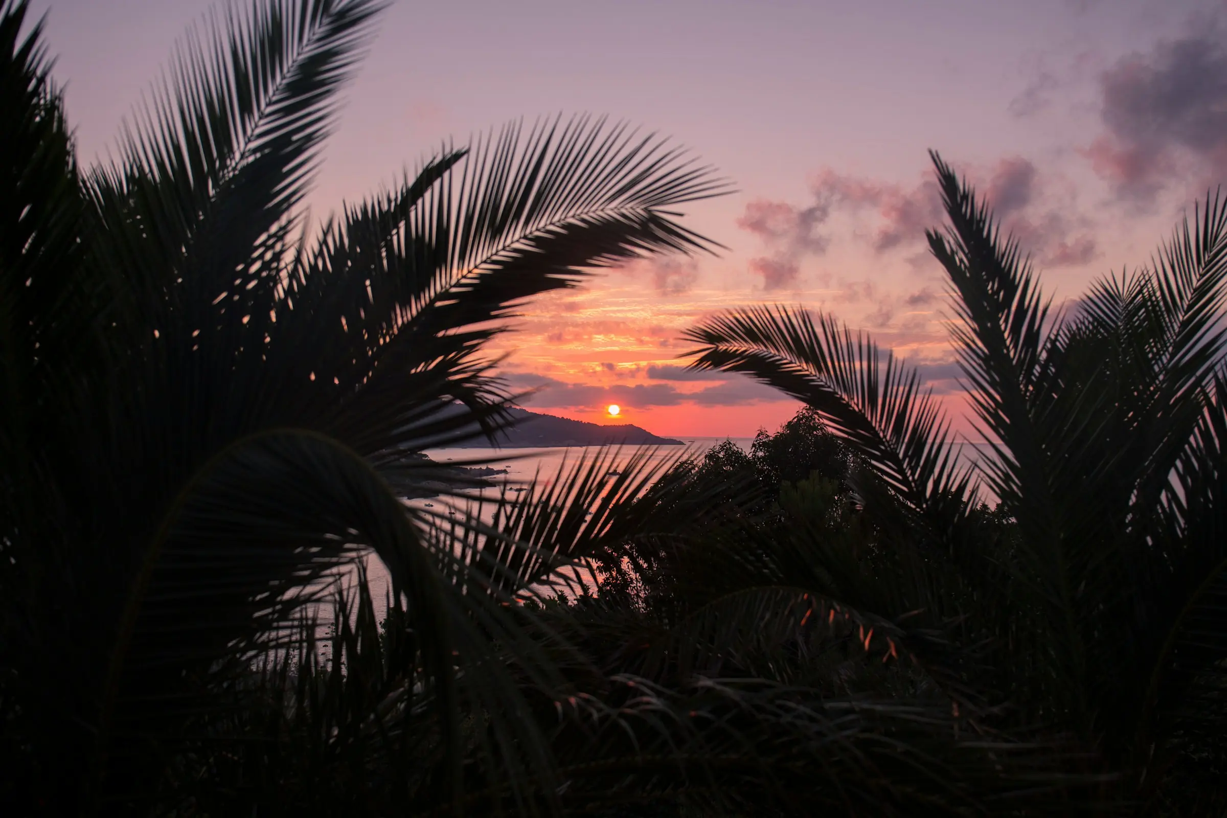 Sunset through palm silhouettes over the Metro Manila skyline