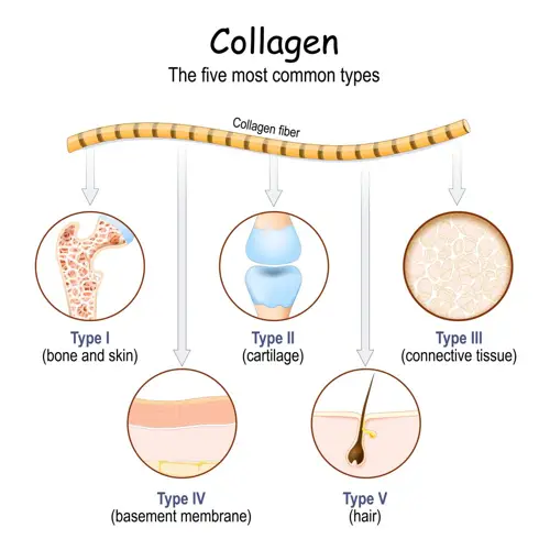 Collagen là gì? tác dụng và các loại thực phẩm chứa collagen