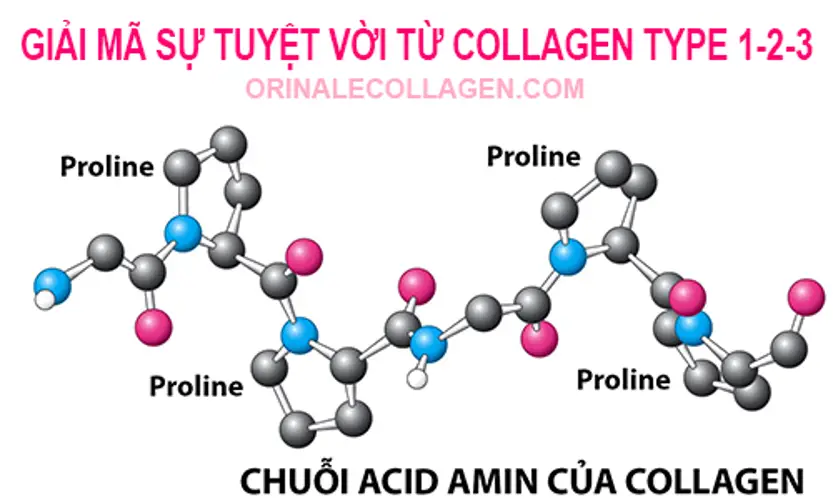 Collagen là gì? tác dụng và các loại thực phẩm chứa collagen