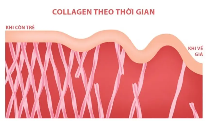 Collagen là gì? tác dụng và các loại thực phẩm chứa collagen
