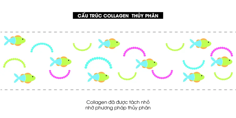 Collagen thủy phân là gì? Công dụng, cách sử dụng và mua ở đâu?