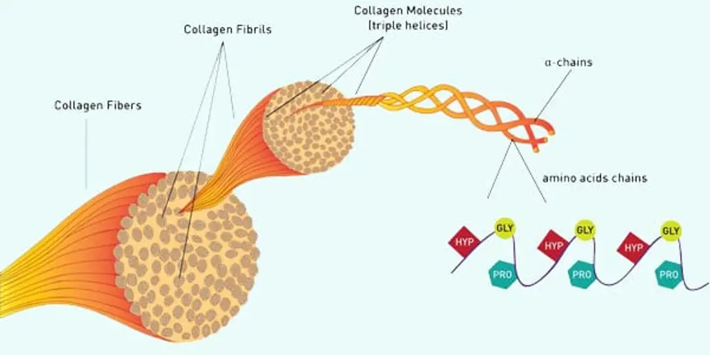 Collagen thủy phân là gì? Công dụng, cách sử dụng và mua ở đâu?