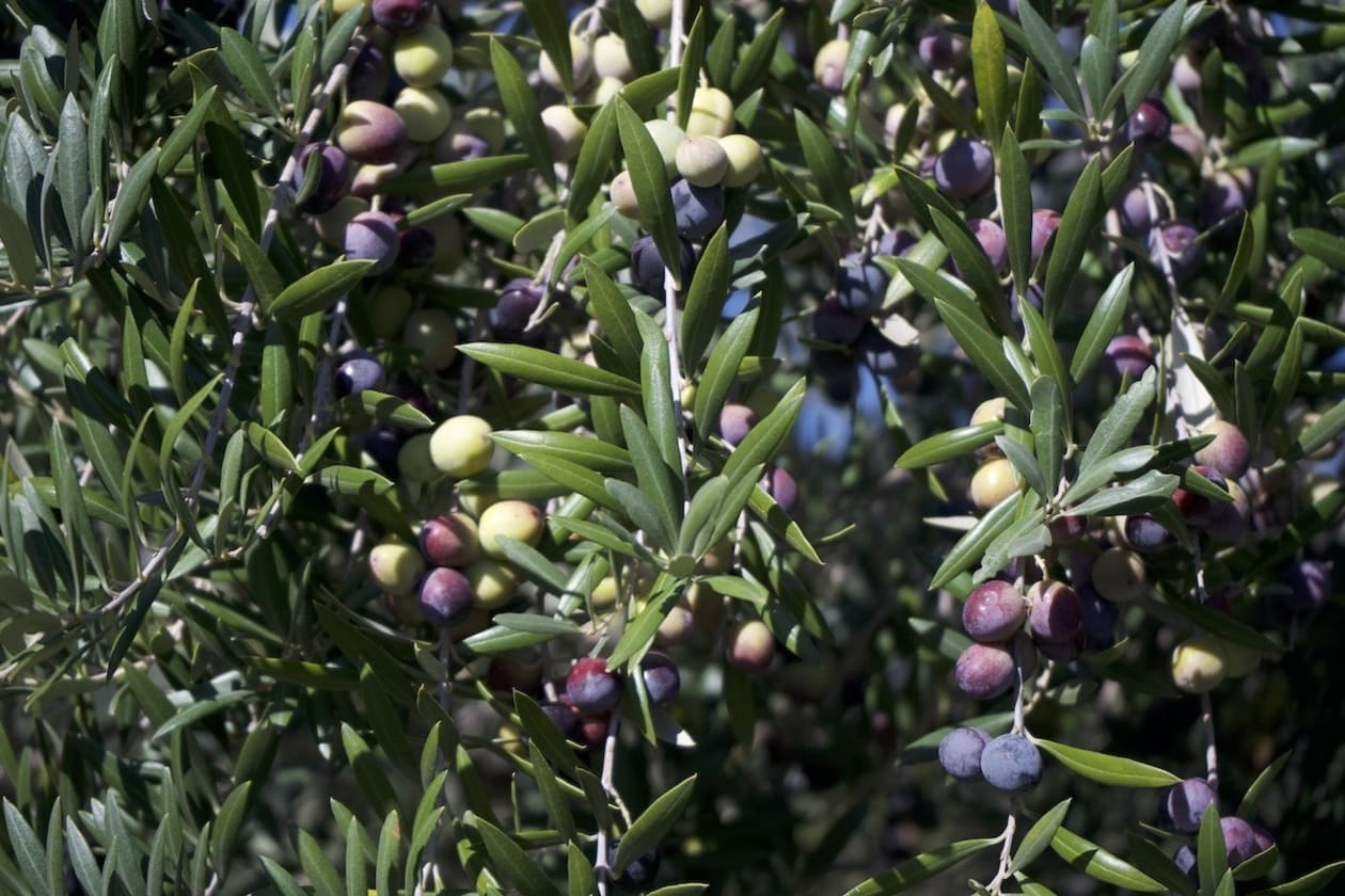 Descubrí el Camino del Olivo: Un Paseo por los Olivares Cordobeses