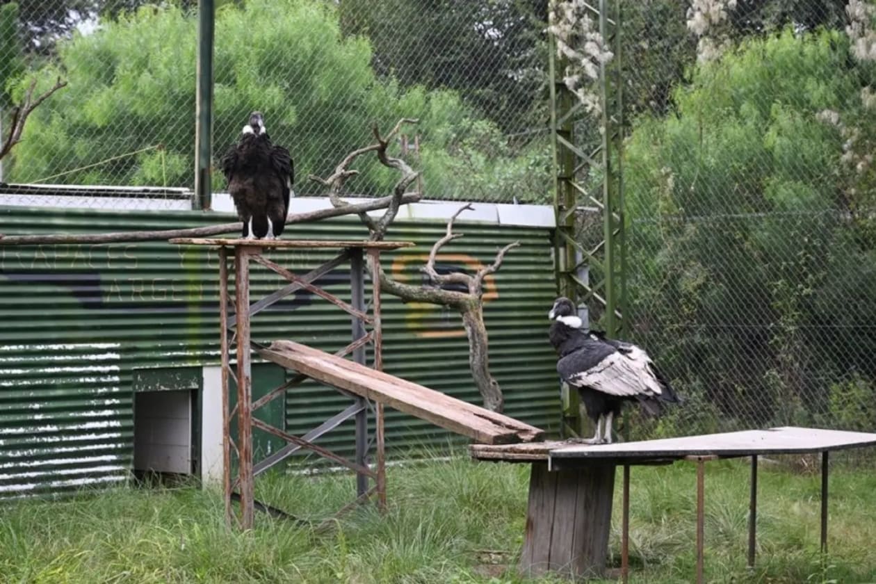 Cóndores rescatados vuelven a volar en las sierras cordobesas