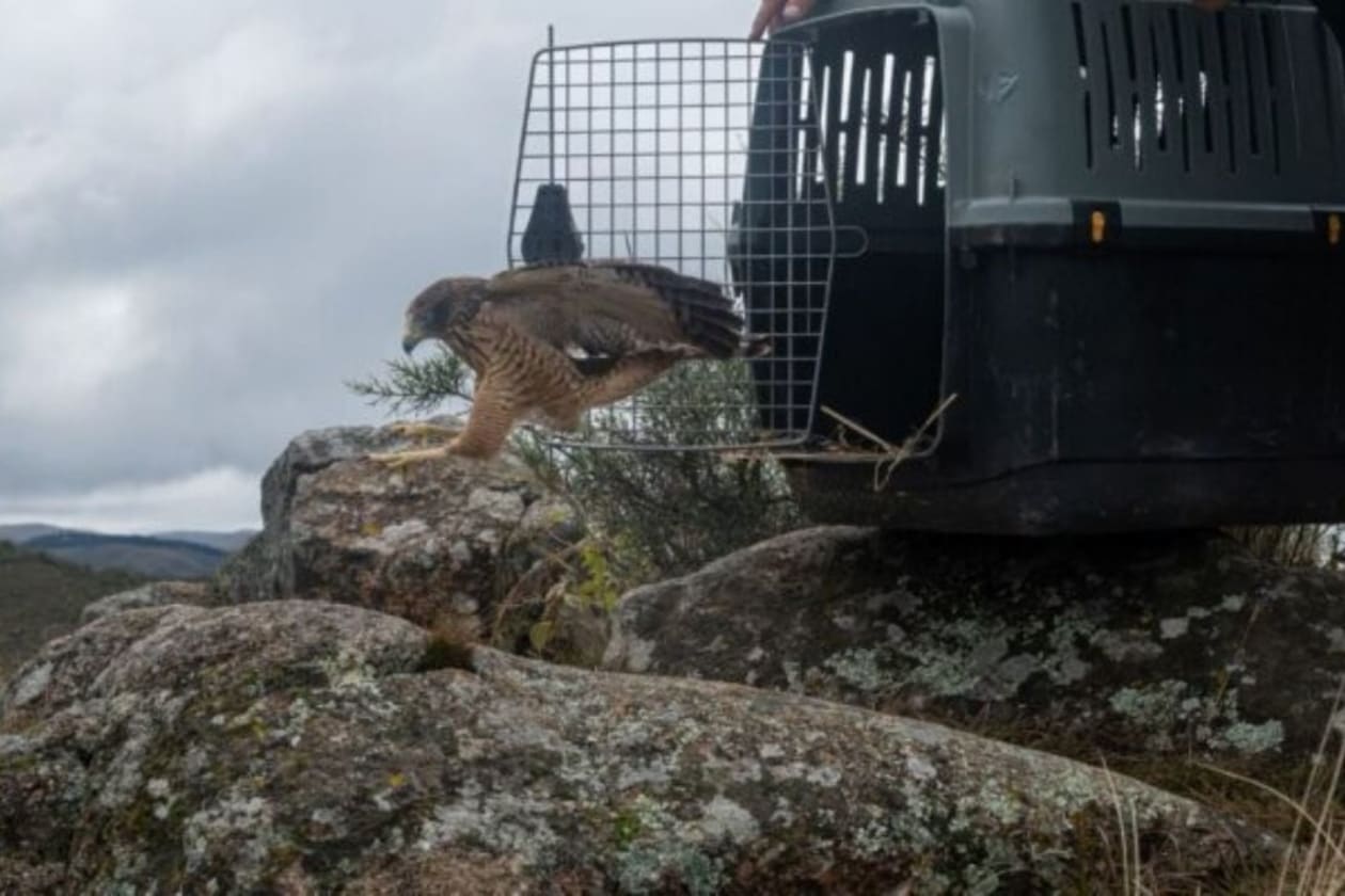 Rehabilitan y liberan 20 aves silvestres en las Sierras Chicas
