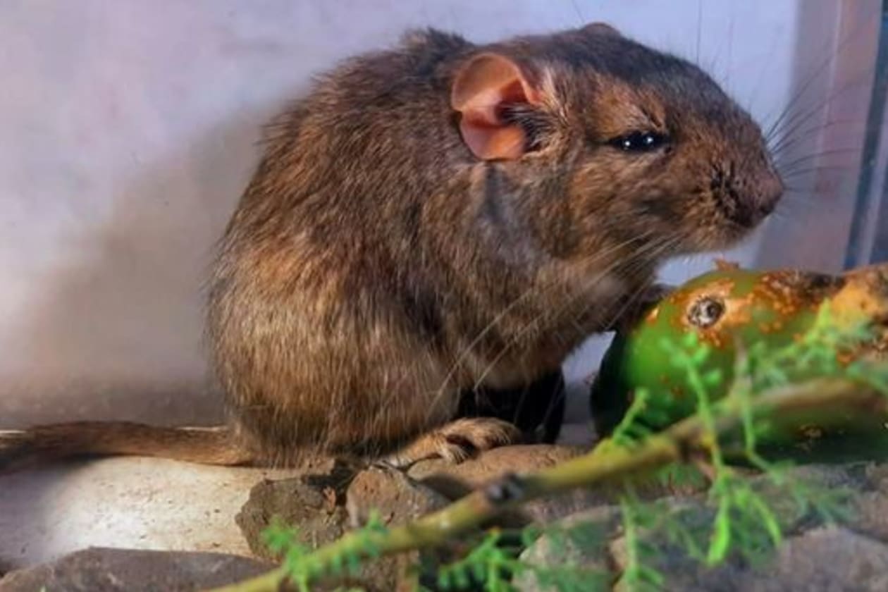 Descubren nueva especie de roedor en las sierras cordobesas