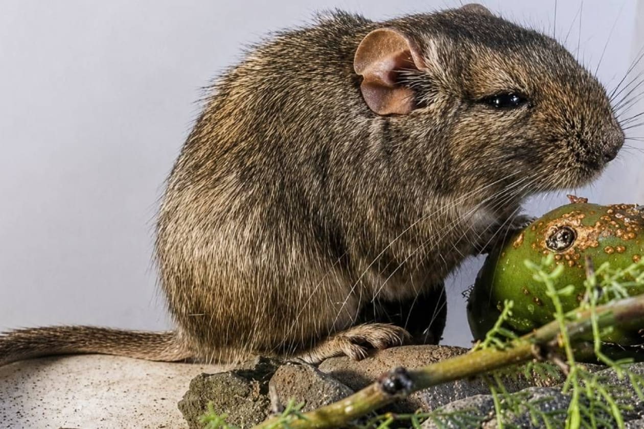 Descubren una nueva especie de rata en las sierras de Córdoba