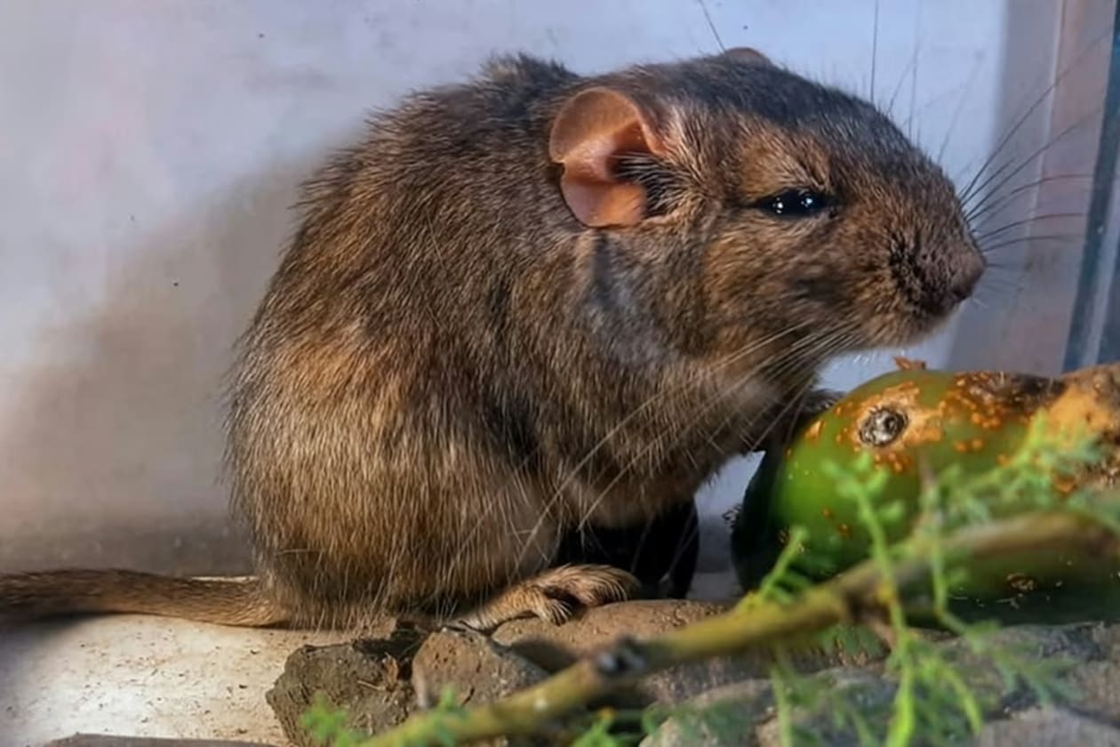 Descubren una nueva especie de roedor en las sierras de Córdoba