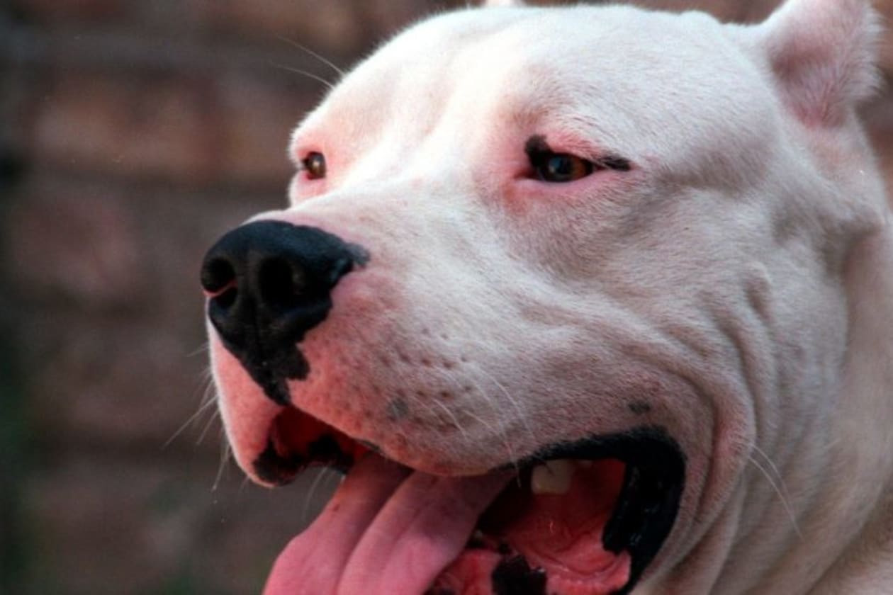 Ataque de un dogo deja a un niño en terapia intensiva en Punilla