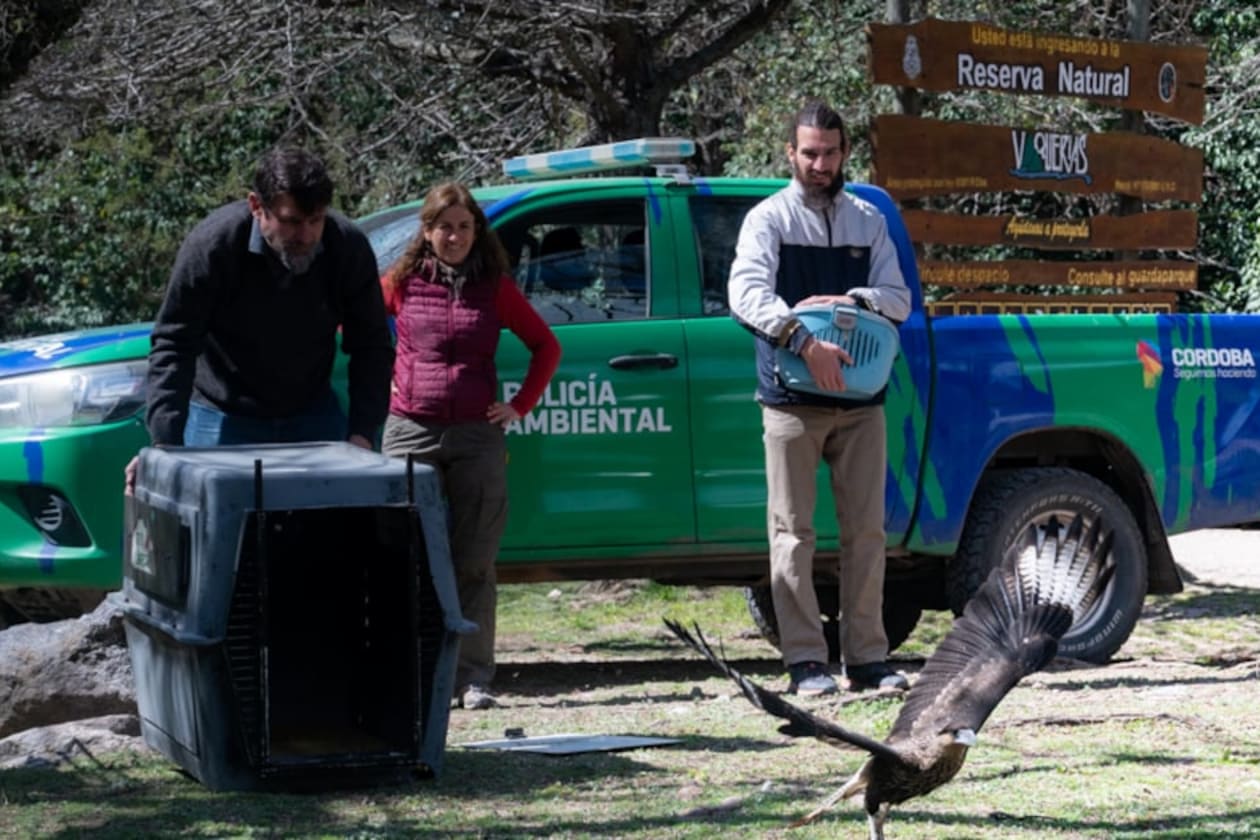Reinserción de 42 animales silvestres en las sierras cordobesas