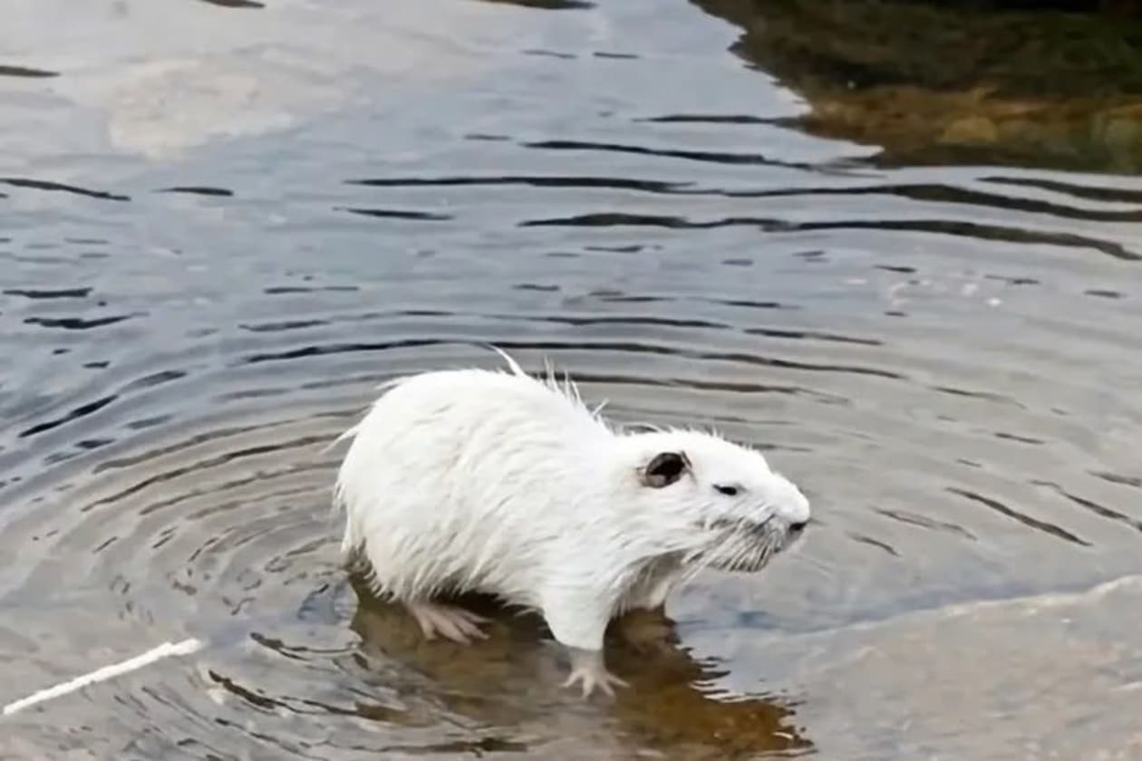 Sorprendente avistaje de un coipo blanco en las Altas Cumbres