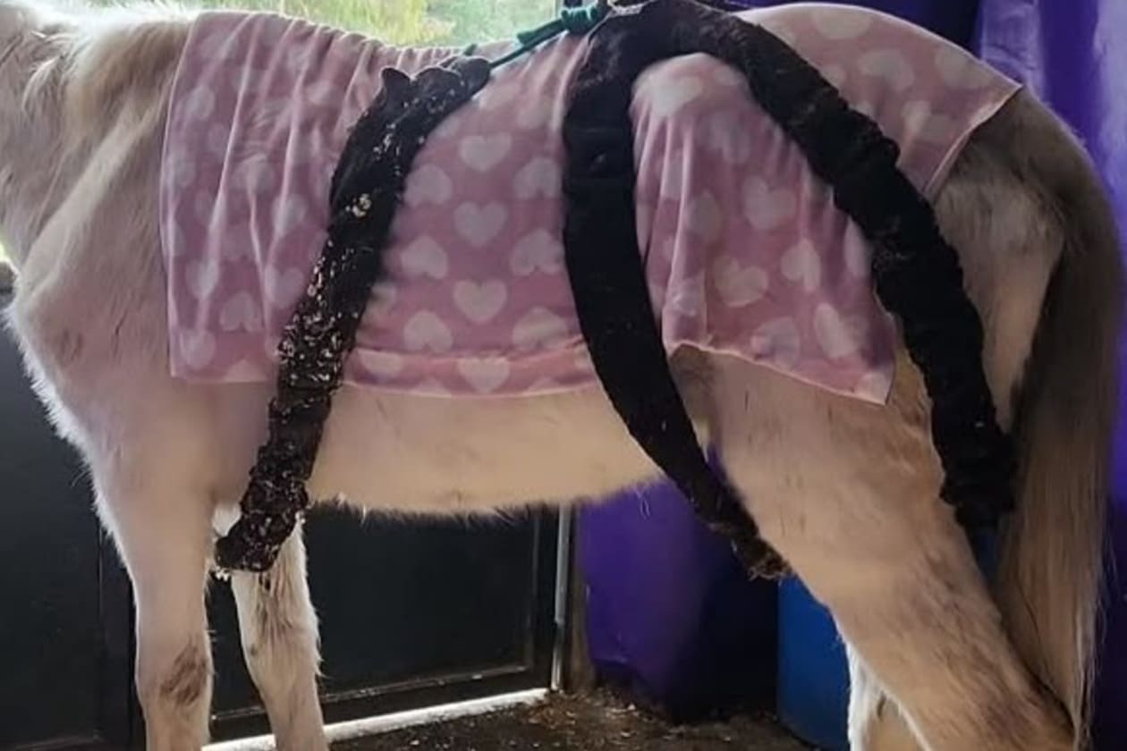 FUPA busca colaboración para fabricar arnés de rescate equino