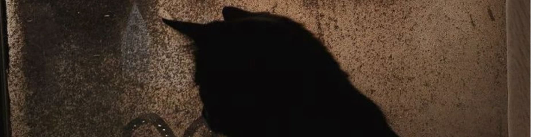 Cat's story banner