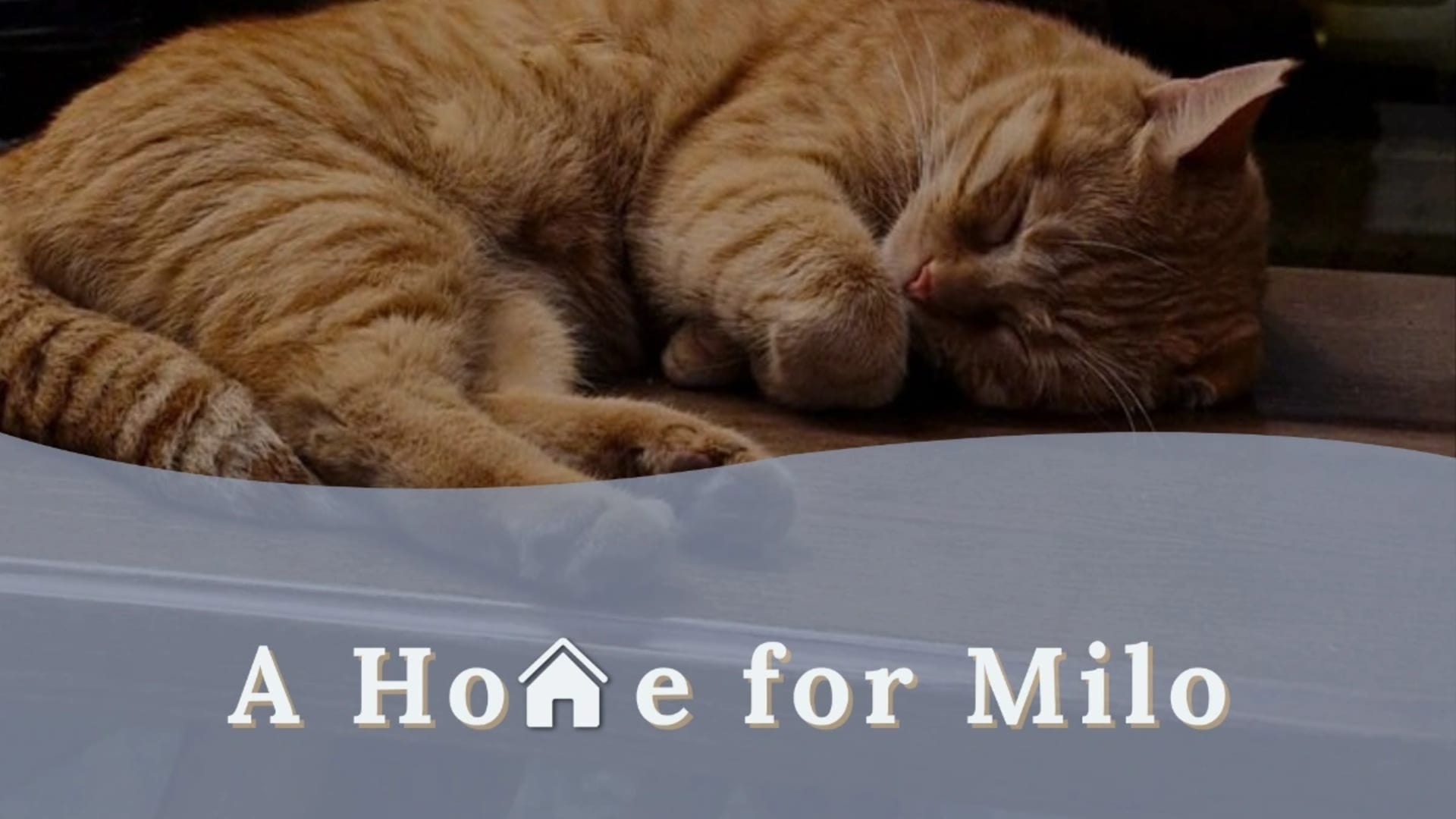 A Home for Milo