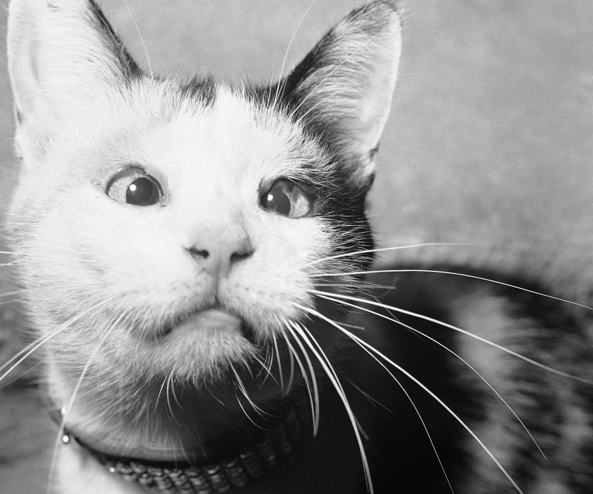 One of many cats that project “Acoustic Kitty” trained.