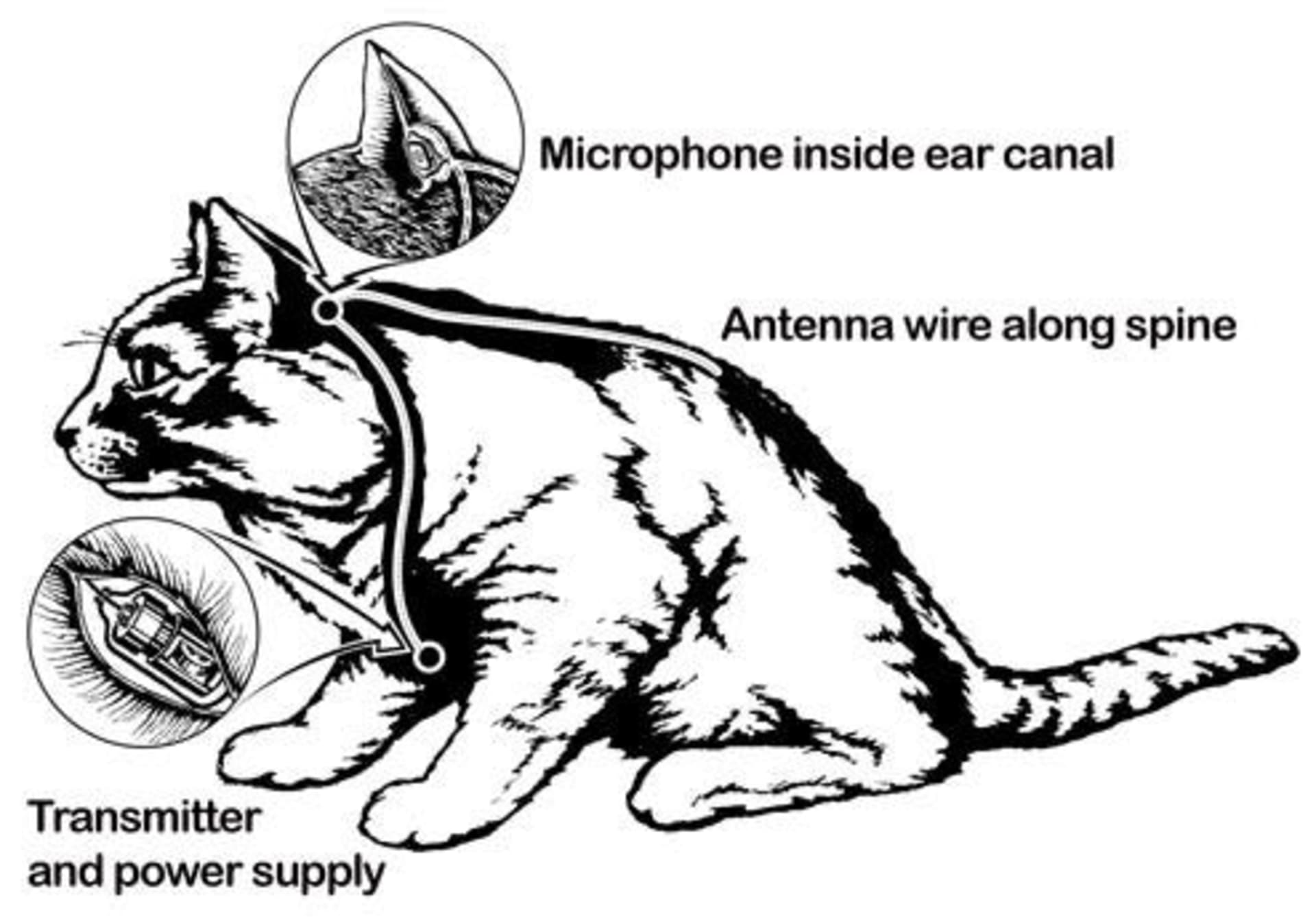 A visual representation of how “Acoustic Kitty” worked. A visual representation of how “Acoustic Kitty” worked.