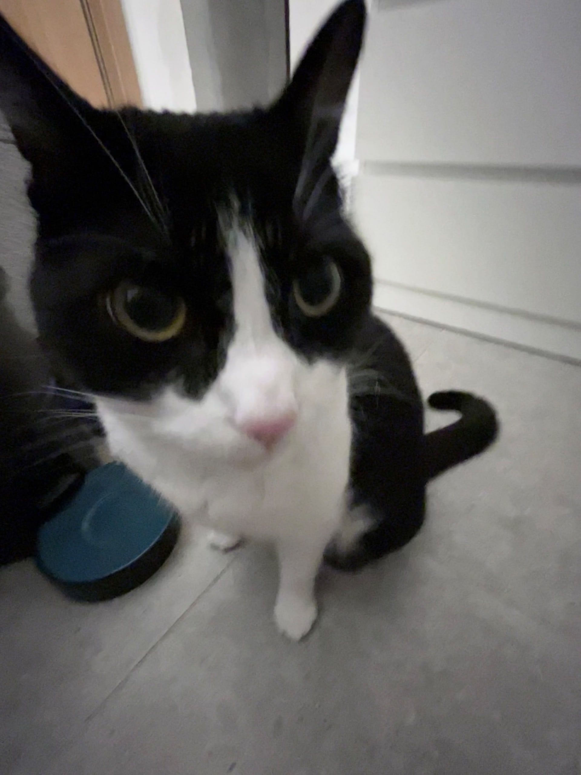 Roomy, my friend’s cat, who I’m convinced is an undercover FBI agent. Roomy, my friend’s cat, who I’m convinced is an undercover FBI agent.
