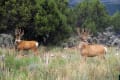 Deer in my back yard