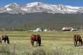 Happy horses horses and Mt Elbert colora