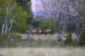 Elk photo 2