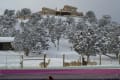 Alpacas in snow