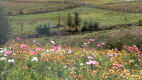 Wildflowers in the Summer