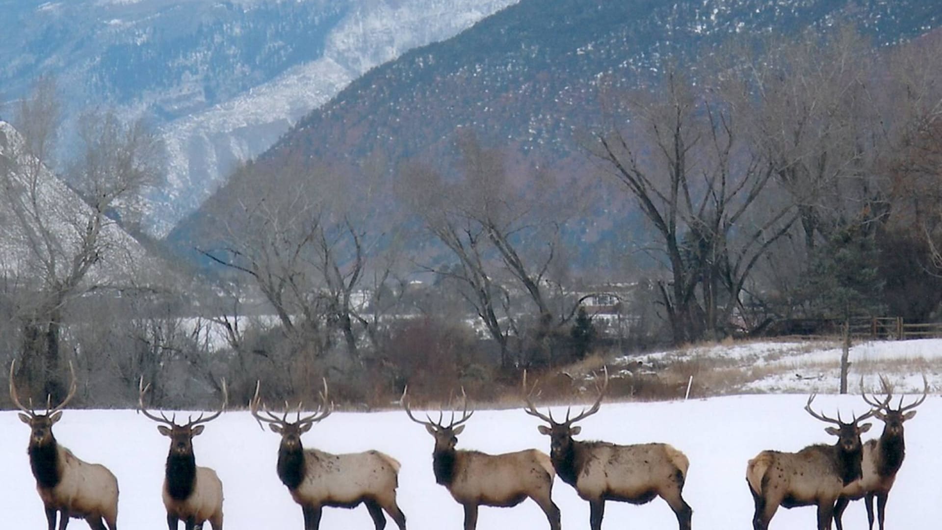 Elk