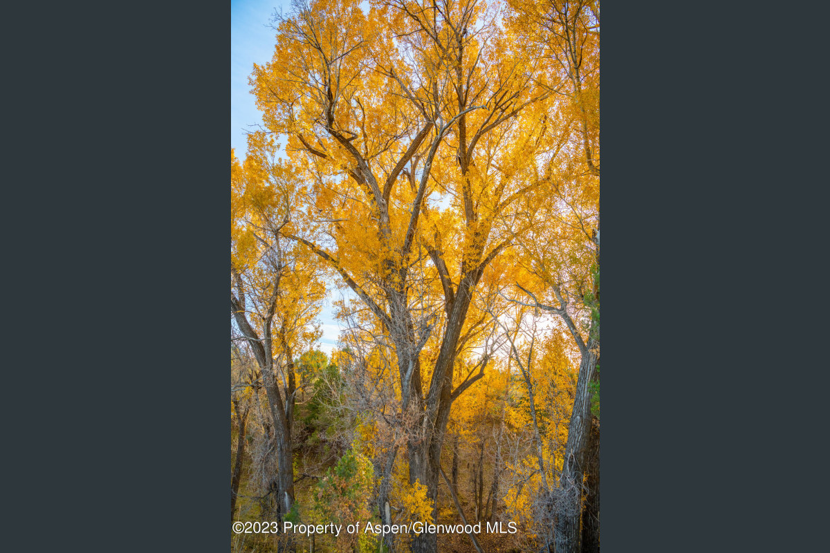 Fall Cottonwoods