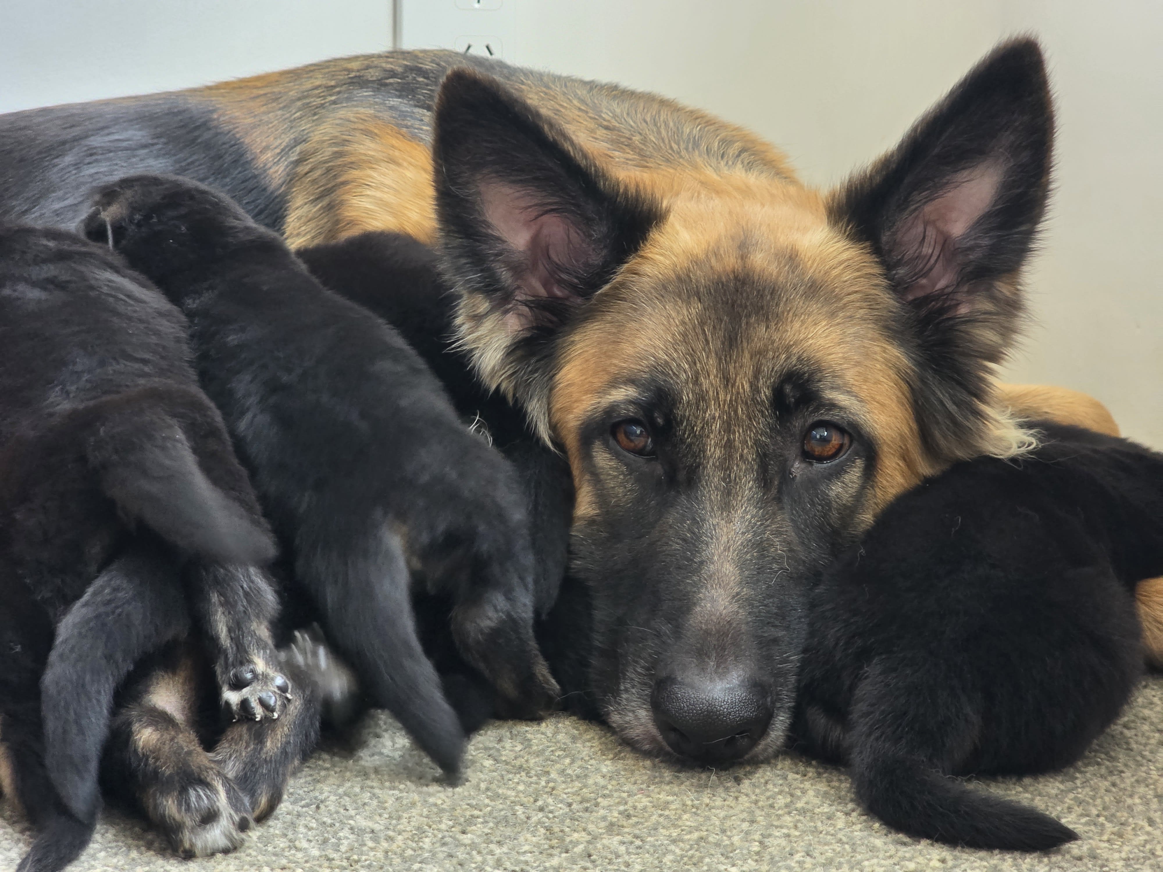 GSD litter group shot