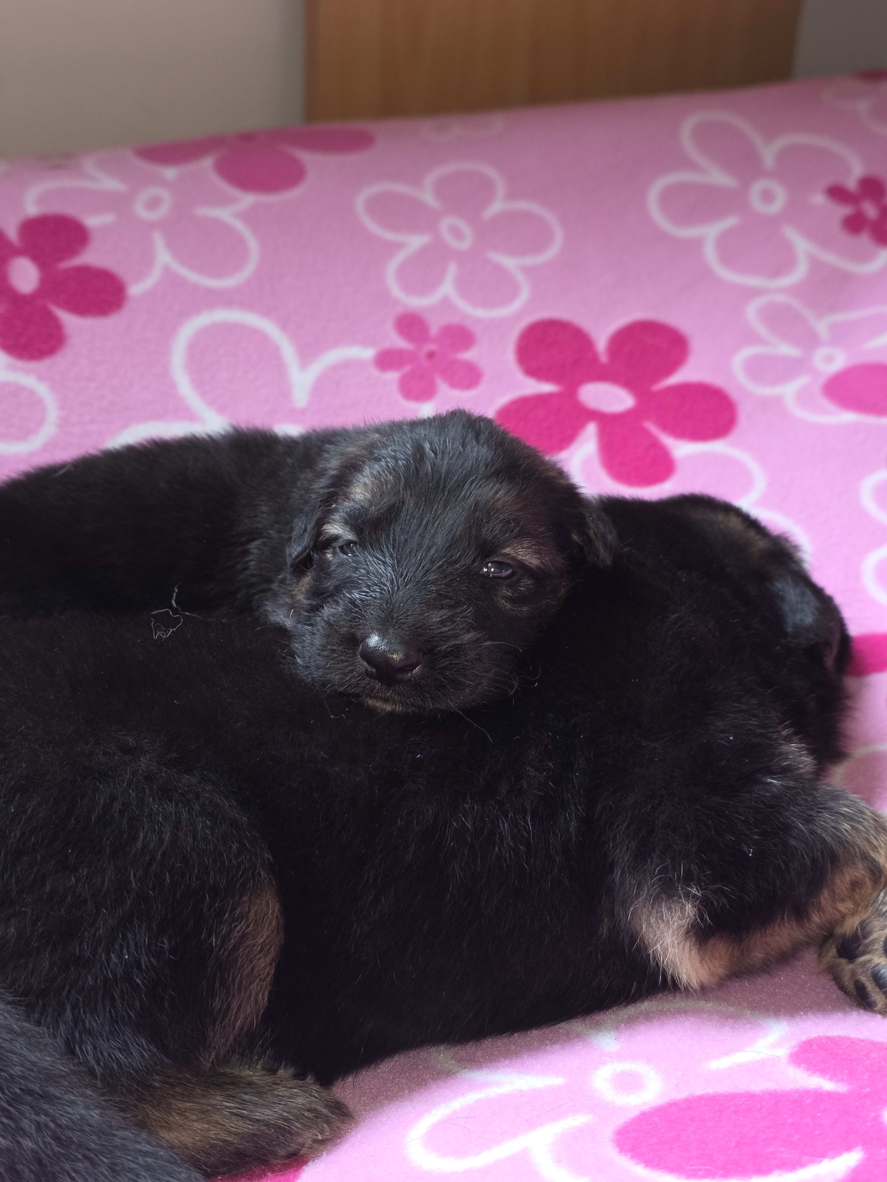 GSD puppy close up