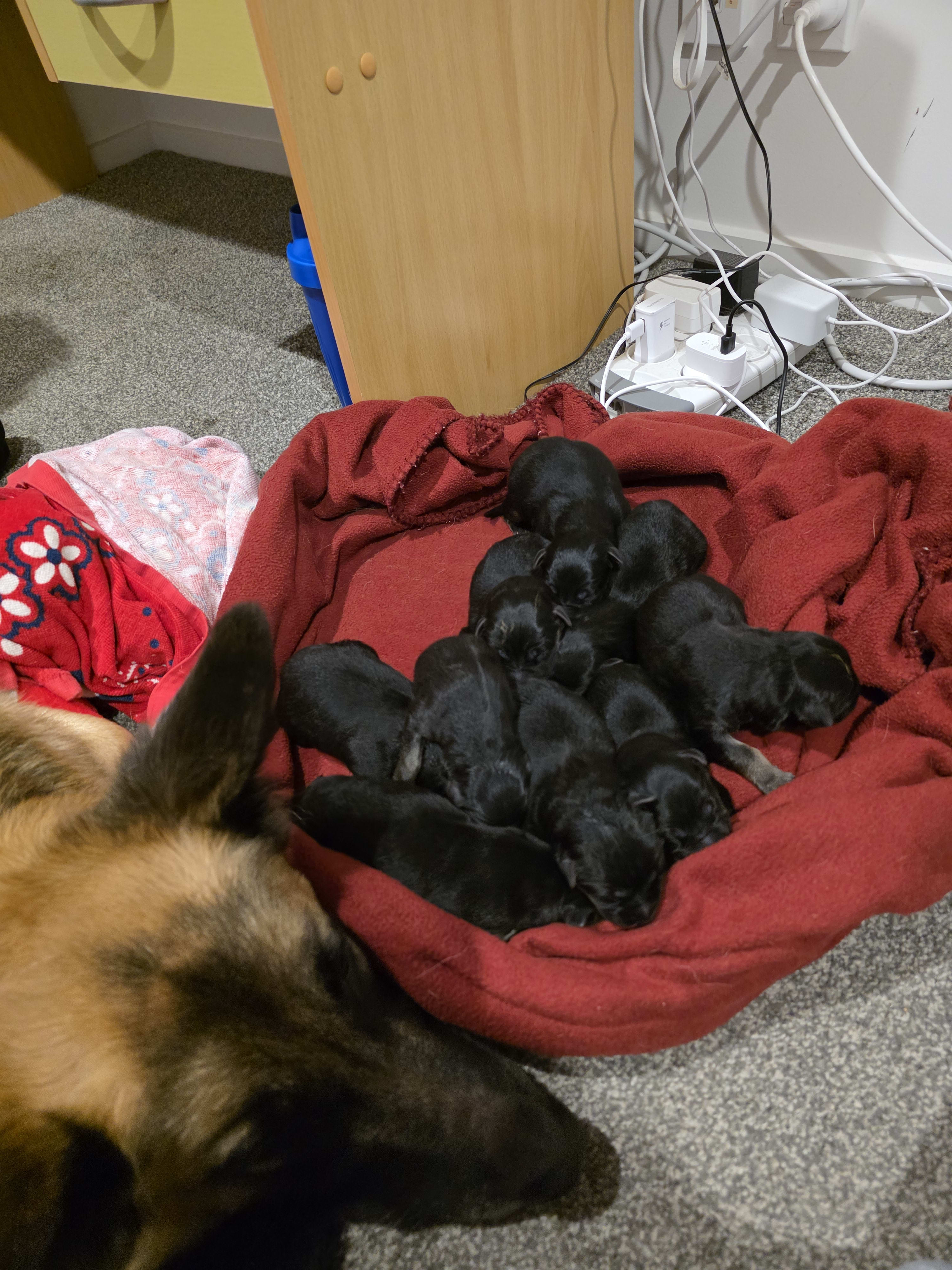 GSD newborn puppies