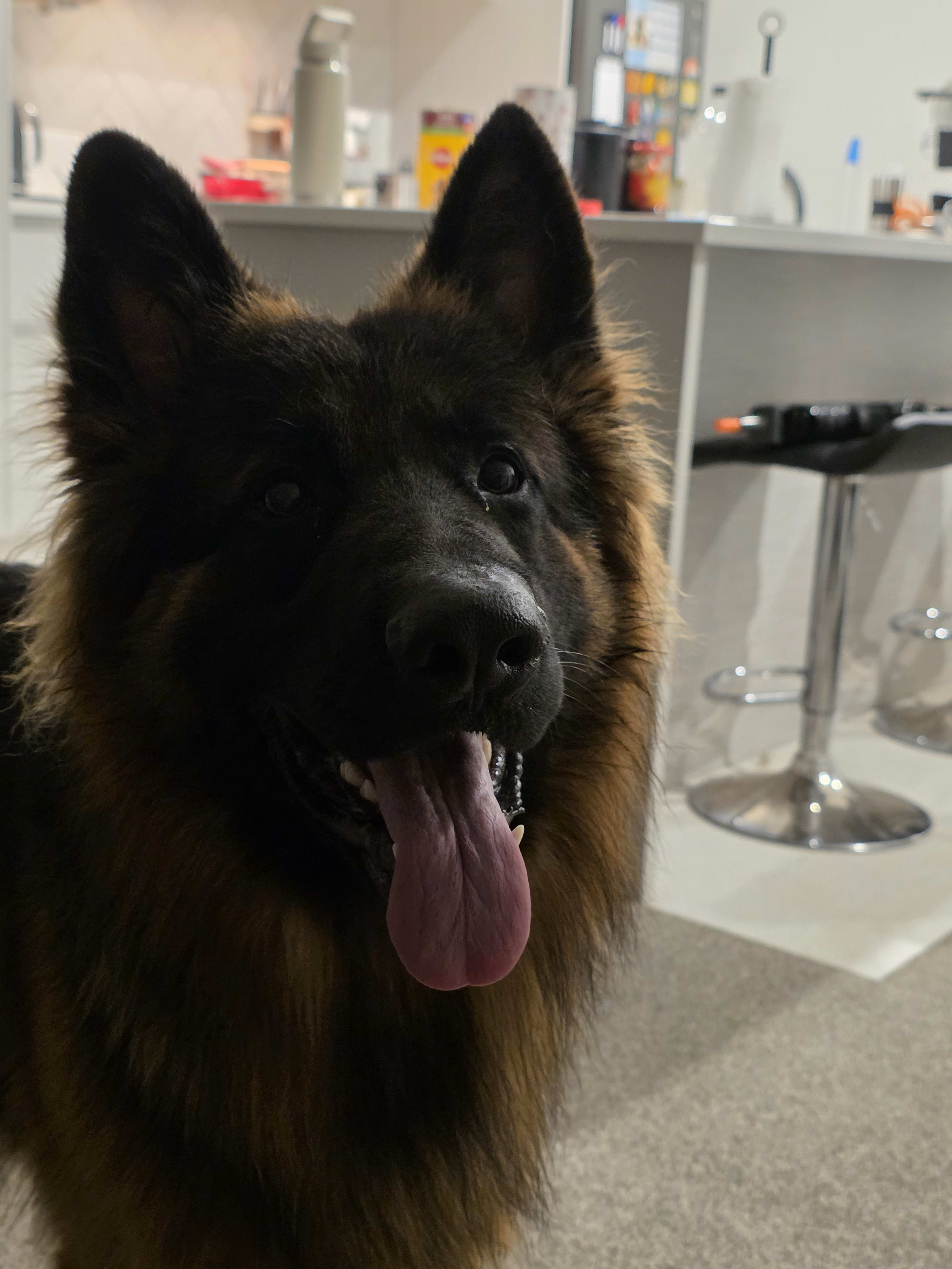 GSD portrait