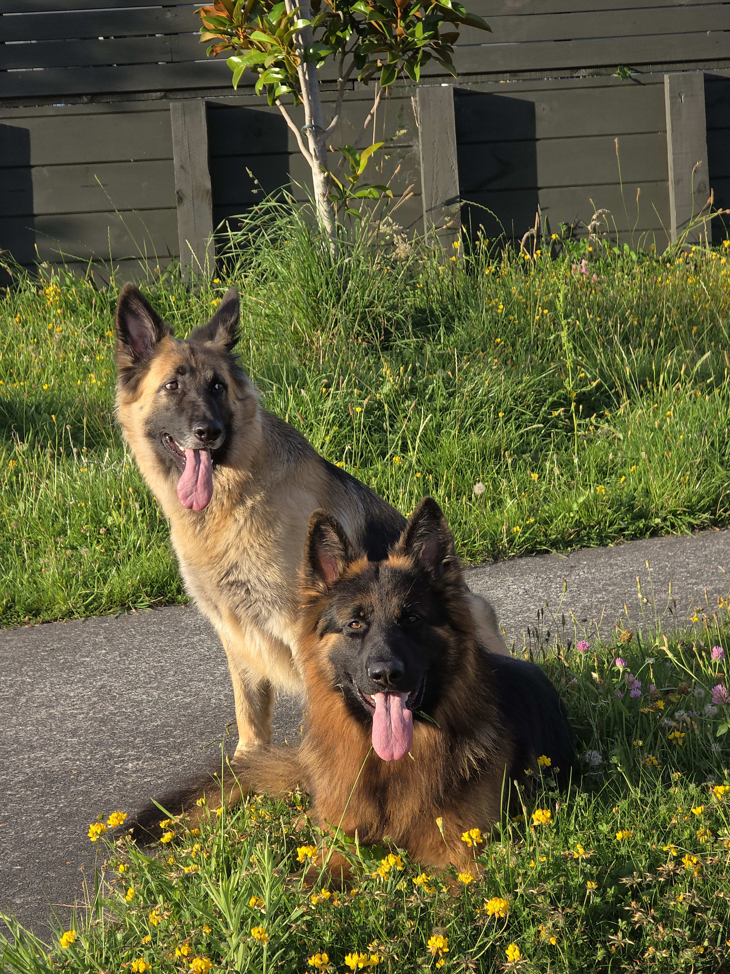 Caesar and Indie