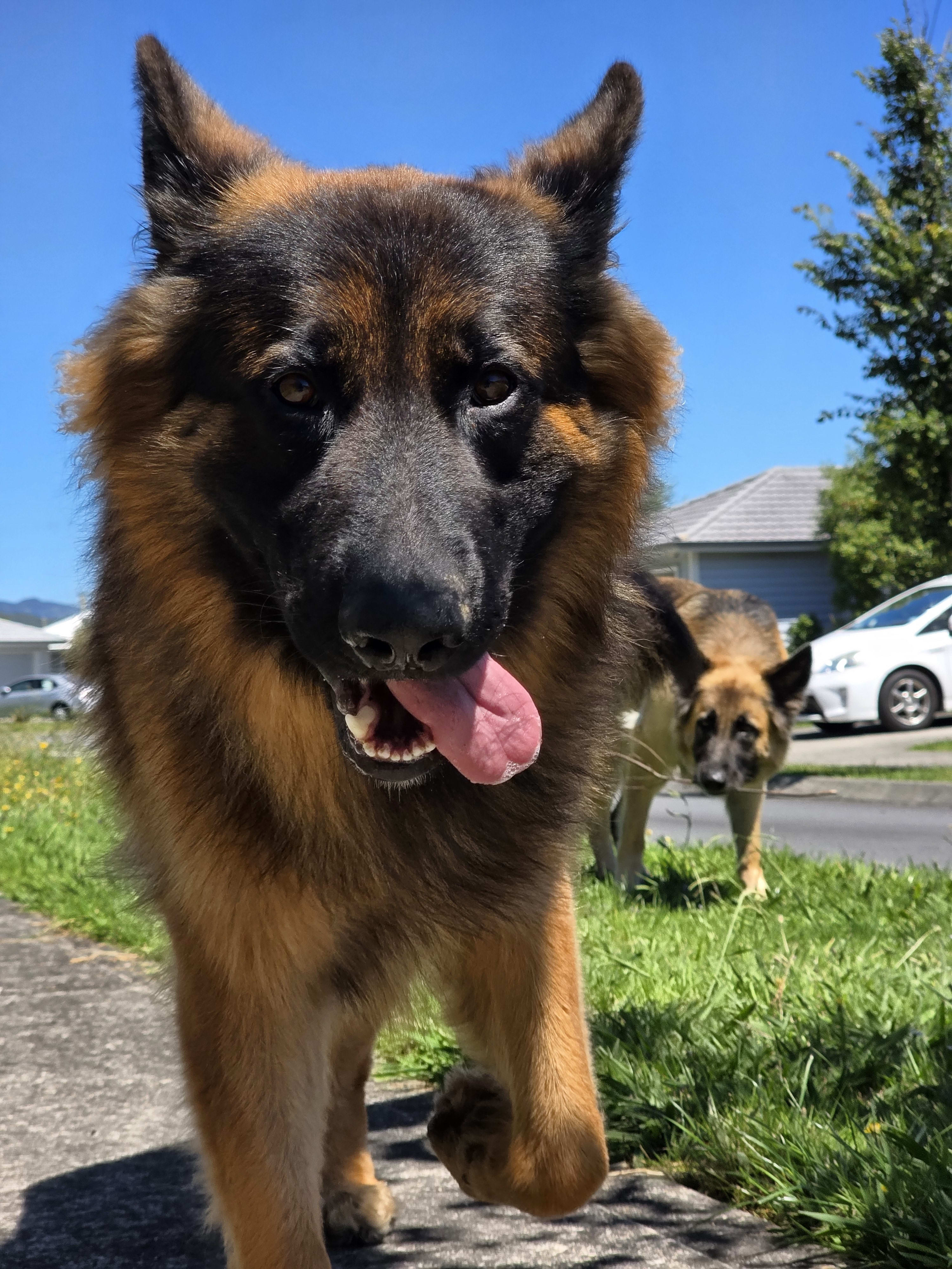 Caesar and Indie together