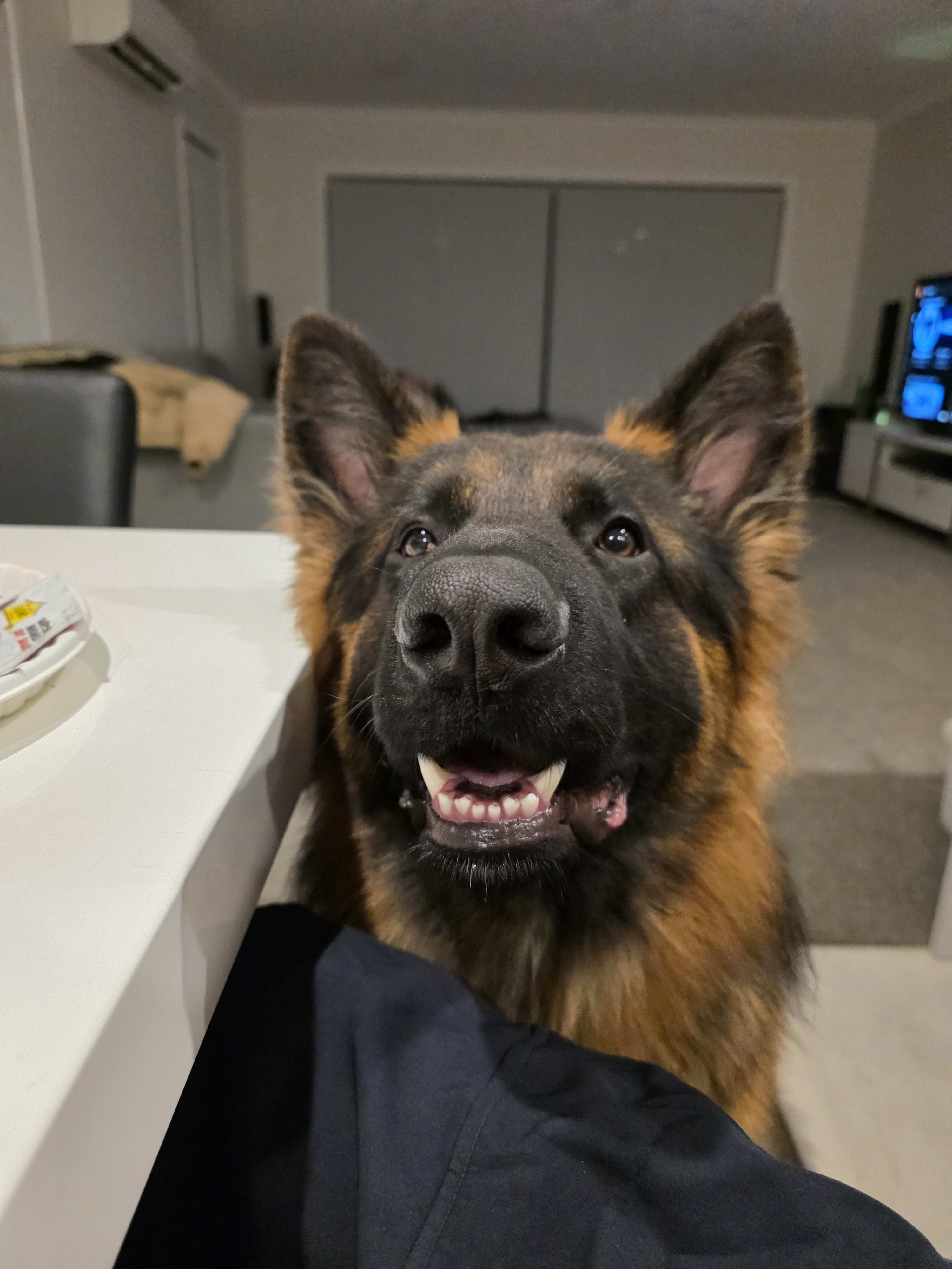 GSD relaxed at home