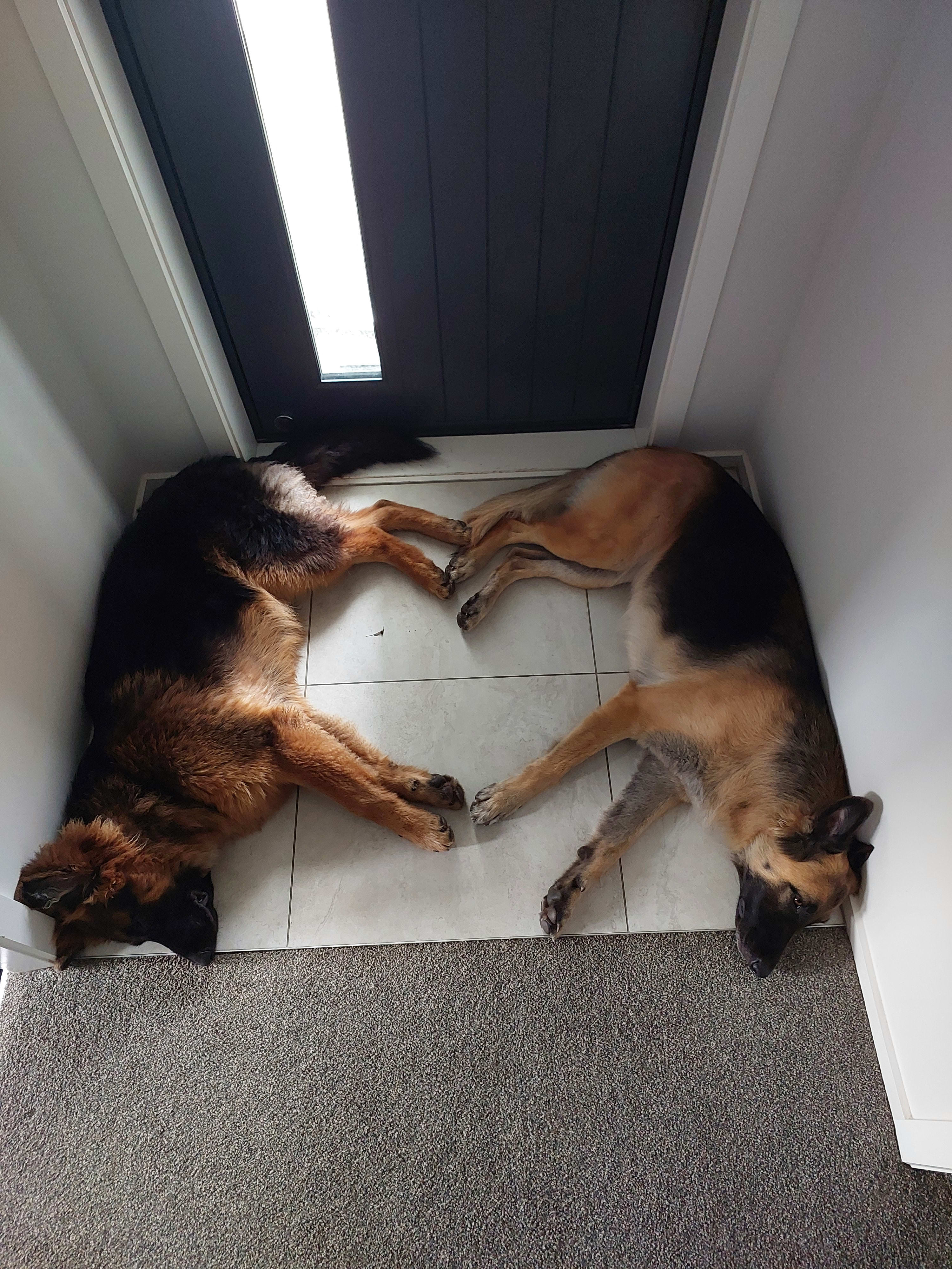Caesar and Indie