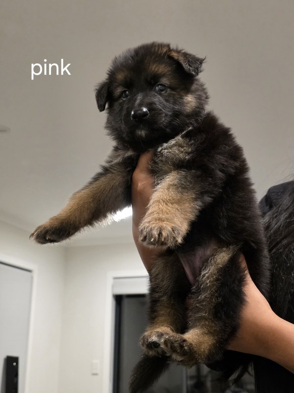 Pink collar puppy