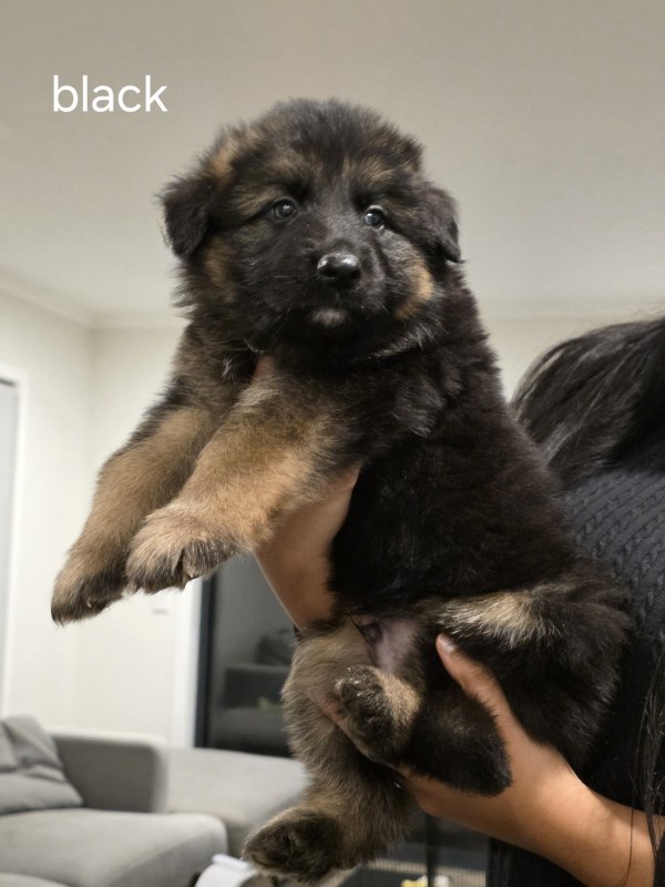 Black collar puppy