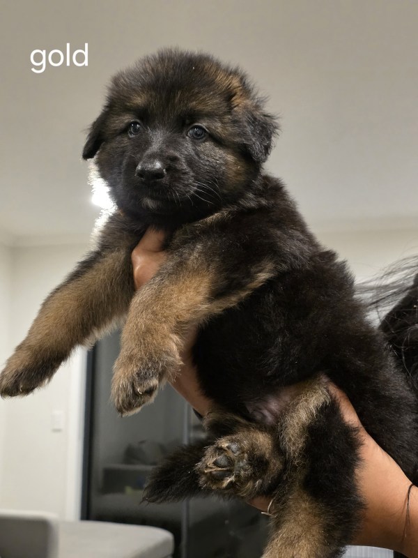 Gold collar puppy