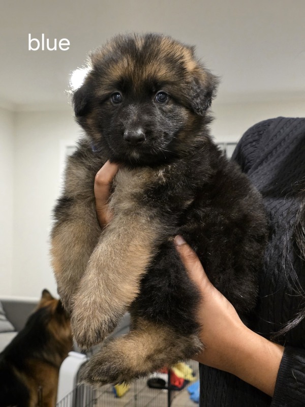 Blue collar puppy